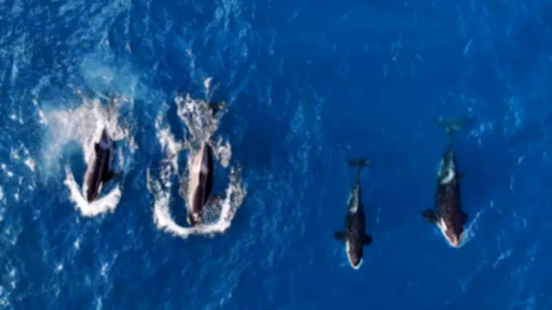 Vídeo: grupo de orcas é flagrado nadando em Ilhabela, litoral de SP