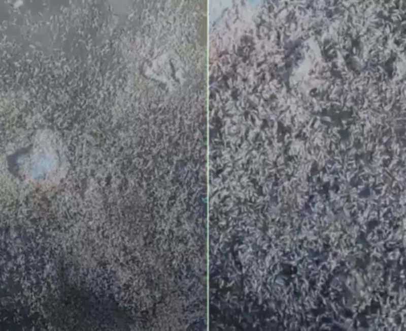 Vídeo mostra grande concentração de larvas na Lagoa de Araruama, em São Pedro da Aldeia