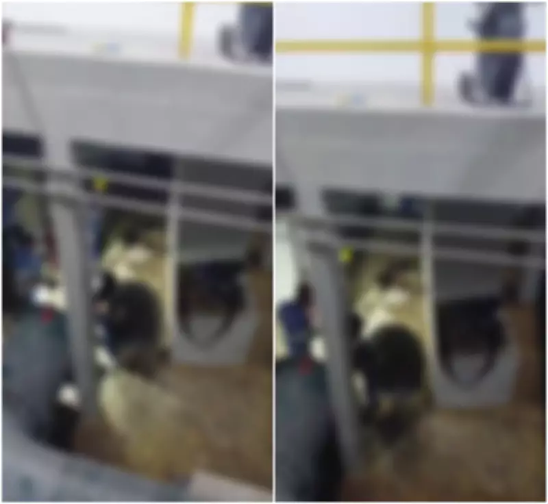Vídeo mostra égua resgatada de adutora em BH; abastecimento afeta 715 bairros
