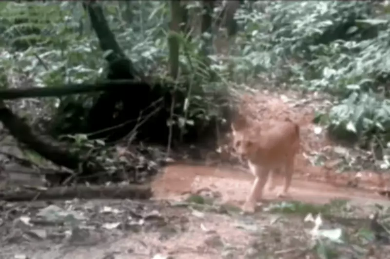 Vídeo mostra onças-pardas em área de mata no litoral de SP