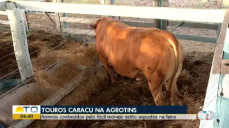 Vídeos do Bom Dia Tocantins de 14/05/2026: Destaques da Edição