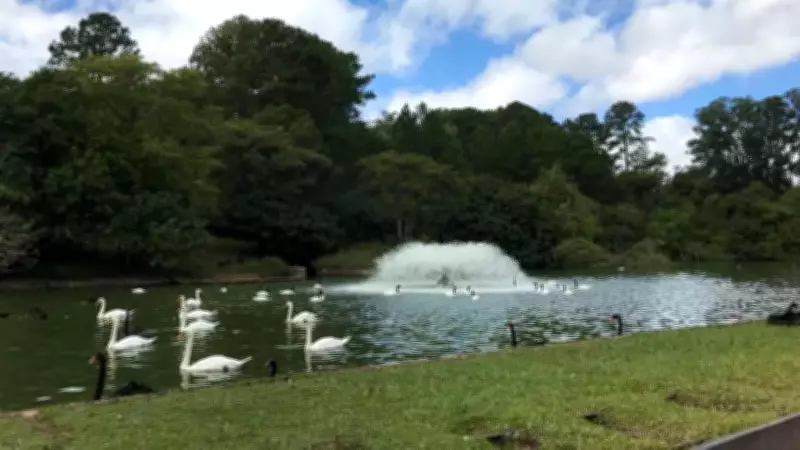 Zoológico de Sapucaia do Sul fecha após morte de 15 cisnes; causas são investigadas
