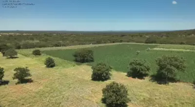 200 mil pés de maconha são erradicados na Chapada Diamantina pela Polícia Civil