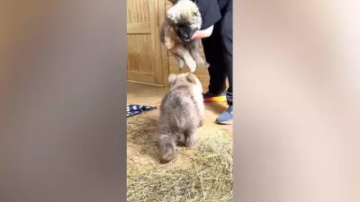 Amizade improvável: filhotes de urso e cachorro viram inseparáveis na Rússia