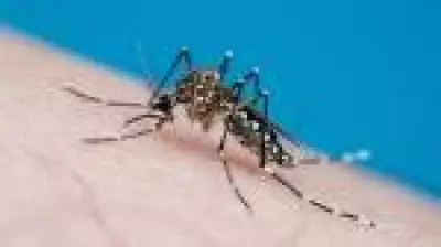 Anvisa autoriza Butantan a produzir vacina contra chikungunya no Brasil