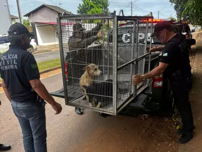 Aposentado é indiciado por abuso sexual de cadela em Roraima