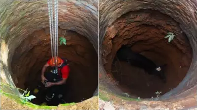 Bezerro cai em cacimba de 7 metros e é resgatado por bombeiros no CE