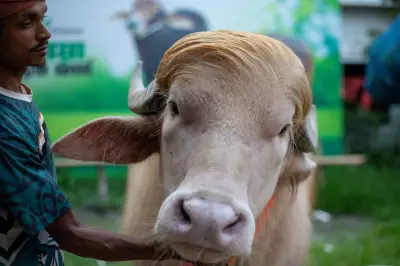 Búfalo albino apelidado de 'Donald Trump' atrai multidão em Bangladesh