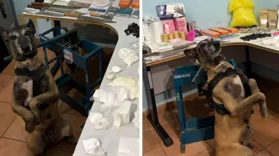 Cachorra Atena ajuda PM a fechar refinaria de drogas em Matão