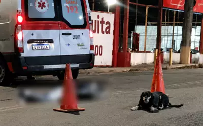 Cachorro fica ao lado de tutor morto após atropelamento em Alfenas (MG)