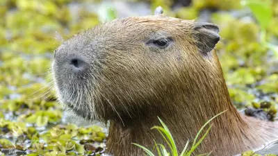 Capivara espancada no Rio é devolvida à natureza após tratamento