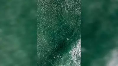 Cardume de mais de 2 km de tainhas é flagrado por drone em Laguna, SC