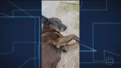 Caso Orelha: MP pede arquivamento e aponta falhas na investigação policial