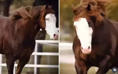Cavalo Inferno Sixty Six é vendido por R$ 44 milhões em leilão de elite em Goiás