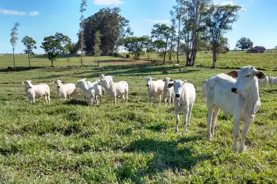 China sinaliza disposição a pagar mais por carne bovina sustentável do Brasil