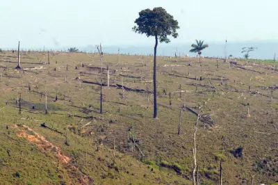 Câmara aprova projeto que limita embargos ambientais por satélite