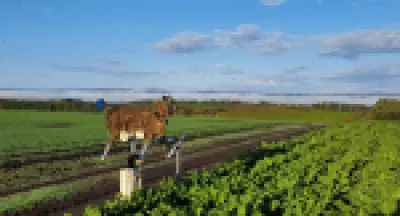Compra de robô-lobo bate recorde com alta de ataques de ursos no Japão