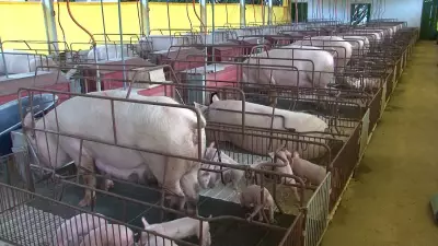 Dia das Mães aquece demanda por carne suína, mas preços ainda não reagiram