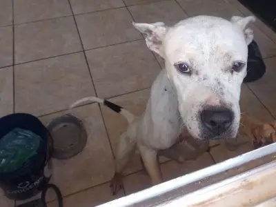 Duas pessoas presas por maus-tratos a cães e cavalo em Capivari