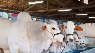 ExpoZebu 2026 reúne pecuaristas globais em Uberaba com inovações genéticas