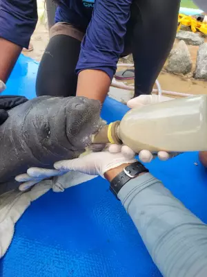 Filhote de peixe-boi-marinho resgatado após encalhar na Paraíba