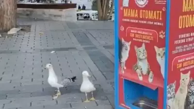 Gaivota aprende a miar para conseguir ração de gato em Istambul