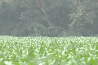 Geada ameaça lavouras de milho e feijão em Mato Grosso do Sul