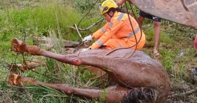 Égua prenha cai em vertedouro e é resgatada por retroescavadeira em Carandaí