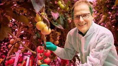 Holanda revoluciona produção agrícola com estufas de alta tecnologia e IA