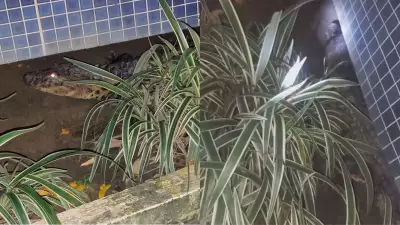 Jacaré de 2 metros é resgatado em canteiro de prédio na Zona Norte do Recife