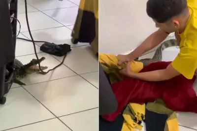 Jacaré invade salão de beleza em Cananéia e é resgatado por moradores