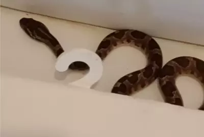 Jararaca é encontrada escondida em vaso sanitário em fazenda no Pantanal de MS
