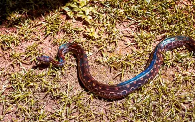 Jiboia arco-íris do Cerrado guarda segredos biológicos surpreendentes