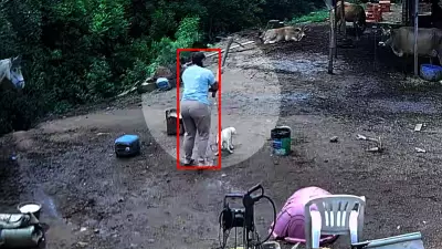 Mulher que matou cão com picareta é presa e solta em Porto Alegre