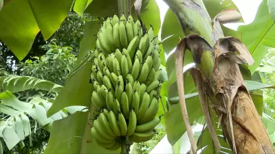 Nova banana Ambrosia, mais doce e resistente, ganha espaço no ES