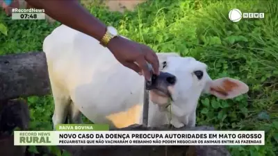 Novo caso de raiva bovina acende alerta em Mato Grosso
