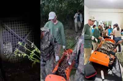 Onça-pintada é capturada em Corumbá após atacar cães na área urbana