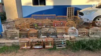 Operação do Ibama apreende 32 aves silvestres no Maranhão