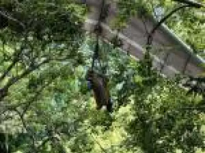 Piloto de asa delta fica preso em árvore no Jardim Botânico do Rio