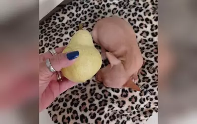 Pinscher abandonado doente em lixeira é resgatado e adotado em Boituva