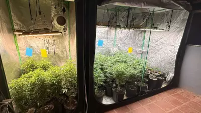 Polícia apreende 50 pés de maconha em operação contra tráfico interestadual em Campinas