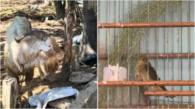 Polícia resgata 67 animais em situação de maus-tratos em Salto (SP)