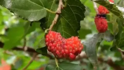 Produção de mudas frutíferas vira passatempo em propriedade no nordeste