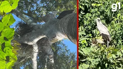 Proprietário de fazenda em MT é notificado para preservar ninho de gavião-real ameaçado