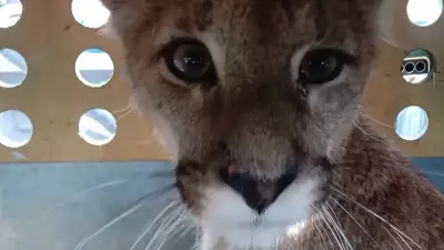 Puma é resgatada em árvore em área residencial no Chile