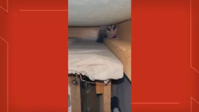 Saruê é resgatado após invadir casa e se esconder dentro de sofá no DF