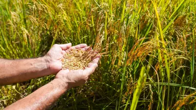 Sementes de arroz 'ouvem' chuva e germinam mais rápido, diz estudo do MIT