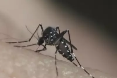 Taubaté confirma terceira morte por dengue em 2026; vítima é homem de 54 anos