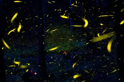 Vagalumes ameaçados: destruição de habitats e poluição luminosa aceleram declínio