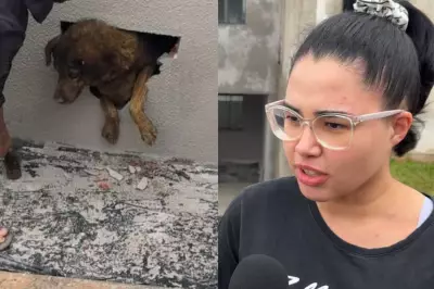 Vizinhos resgatam cadela que ficou dez dias presa em parede concretada no PR